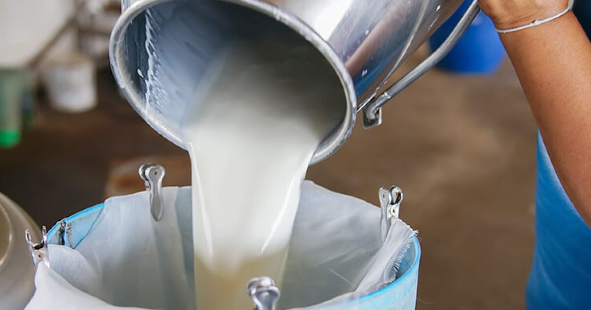 Benefits and Major Stages Of Milk Pasteurization