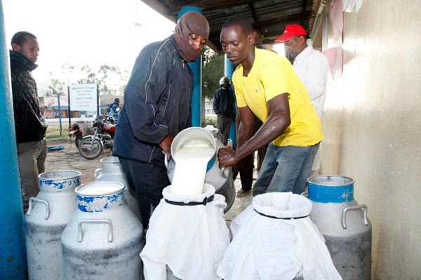 The Milk Business in Kenya: A Journey from Small Beginnings to Expansive Growth